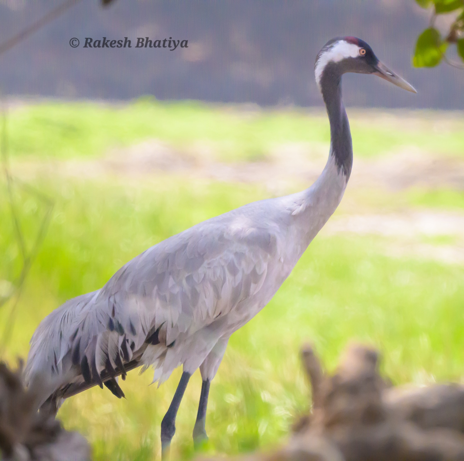 Common Crane